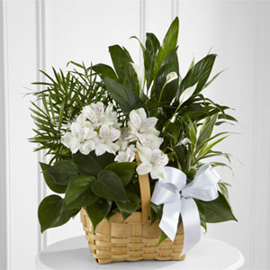 www.folimg.com